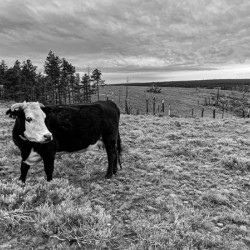 Outstanding in her field