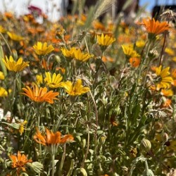 Happy little wildflowers
