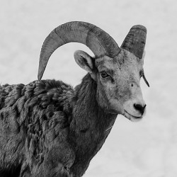 Big Horn Sheep B & W