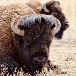 Bison in Arizona 