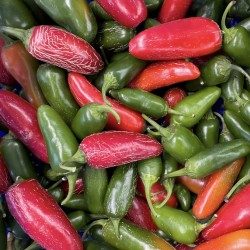 Holy Jalapenos  