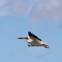 Pelican flight