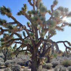Joshua Tree w sunlight