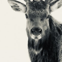 Elk in Black and White 