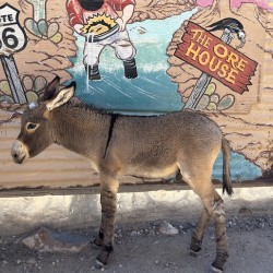 Baby “Ranger” - Oatman Arizona