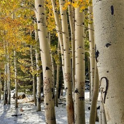 Aspens in Flagstaff -1