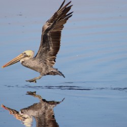 Baja Brown Pelicans - 2