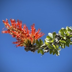 Ocotillo Bloom
