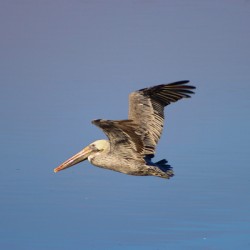 Baja Brown Pelicans- 3