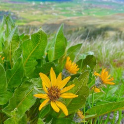 Balsam Root featuring the Kittitas Valley backround
