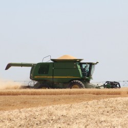 Wheat Harvest