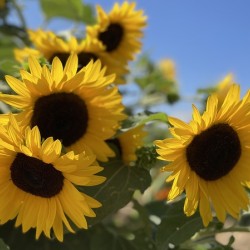 Happy Sunflowers