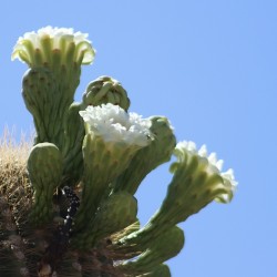 Saguaro Bloom