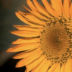 Close up Sunflower
