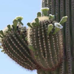 Saguaro blooms x 2