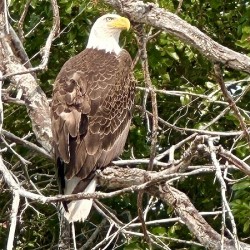 Bald Eagle in tree