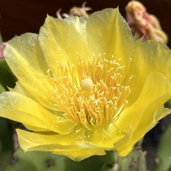 Prickly Pear Bloom -1
