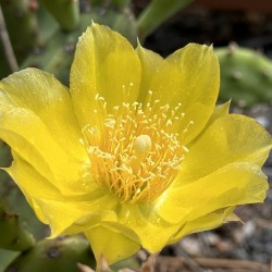 Prickly Pear Bloom -2