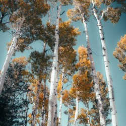Blue skies and Aspen leaves