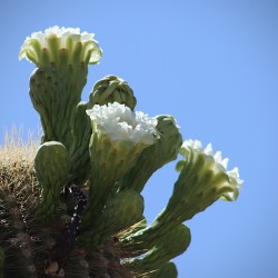 Saguaro Blossom