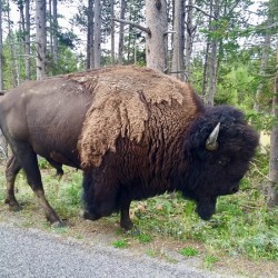 Yellowstone Bison