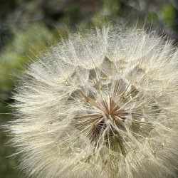 Dandelion Head