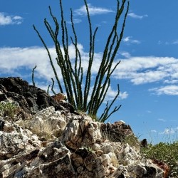 Quartz & Ocotillo   