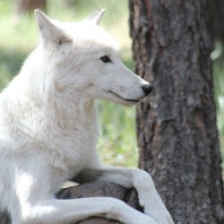 White Wolf