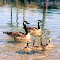 Little ripples big love 