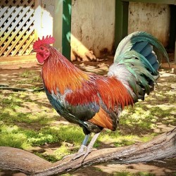 Maui Rooster