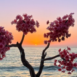 Rosarito Sunset - Rosarito Baja Mexico