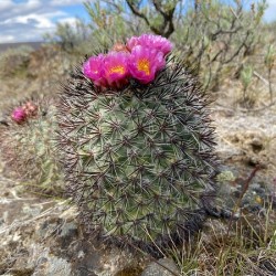 Barrel Cactus