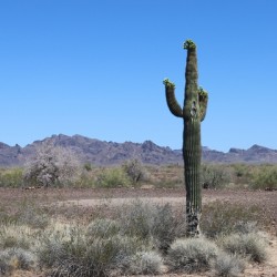 Saguaro desert scene