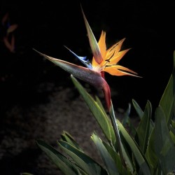 Bird of Paradise