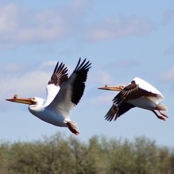 Pelicans