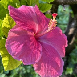 Pink Hibiscus