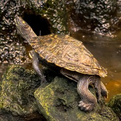 Map Turtle