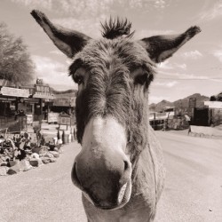 Oatman Donkey - Sepia tone