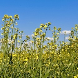 Canola Flowers