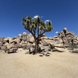 Joshua Tree -3