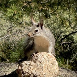 Albert’s Squirrel -1