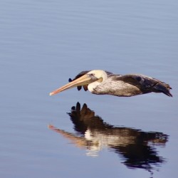 Reflection in Flight