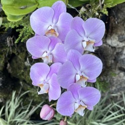 Orchid