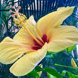 Yellow Hibiscus