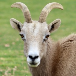 Bighorn Sheep - Nevada 2