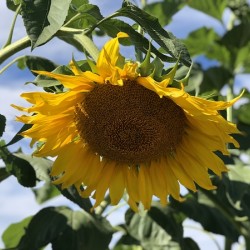 Sunflower Love -2