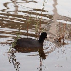 American Coot