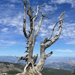 Tree overlooking Wenatchee