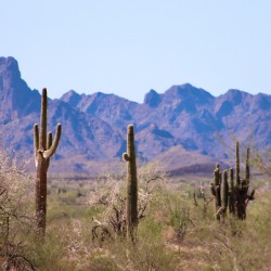 Desert landscape - Quartzsite