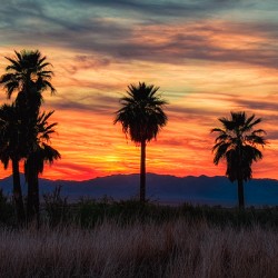 5 Mile Landing - Topock Marsh